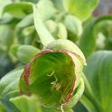Helleborus foetidus fleur detail